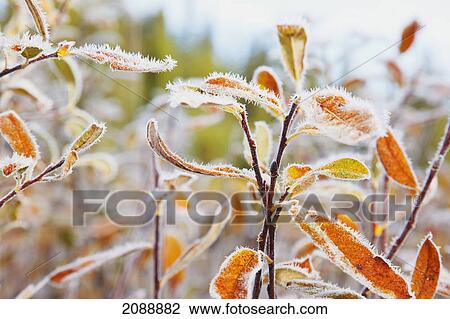 Stock Image - Frost on autumn coloured foliage; mount hood, oregon, united states of america. Fotosearch