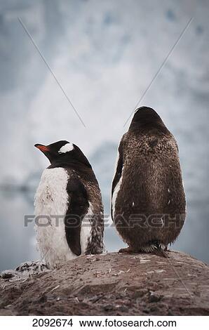 Gentoo penguin (pygoscelis papua); antarctica View Large Photo Image Picture - Gentoo penguin (pygoscelis papua); antarctica. Fotosearch