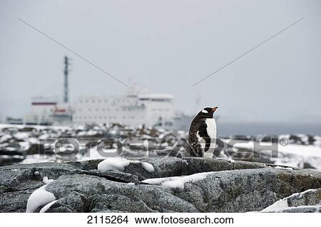 Picture - Gentoo penguin (pygoscelis papua); antarctica. Fotosearch