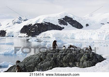 Gentoo penguin (pygoscelis papua); antarctica View Large Photo Image Picture - Gentoo penguin (pygoscelis papua); antarctica. Fotosearch