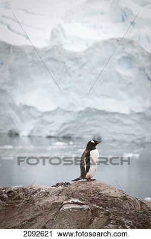 Gentoo penguin (pygoscelis papua); antarctica View Large Photo Image Stock Image - Gentoo penguin (pygoscelis papua); antarctica. Fotosearch