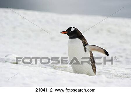 Stock Image - Gentoo penguin (pygoscelis papua); antarctica. Fotosearch