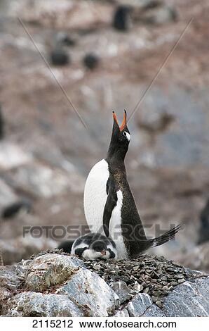 Gentoo penguin (pygoscelis papua); antarctica View Large Photo Image Stock Image - Gentoo penguin (pygoscelis papua); antarctica. Fotosearch