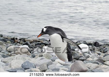 Gentoo penguin (pygoscelis papua); antarctica View Large Photo Image Stock Image - Gentoo penguin (pygoscelis papua); antarctica. Fotosearch