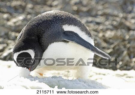 Gentoo penguin (pygoscelis papua); antarctica View Large Photo Image Stock Image - Gentoo penguin (pygoscelis papua); antarctica. Fotosearch