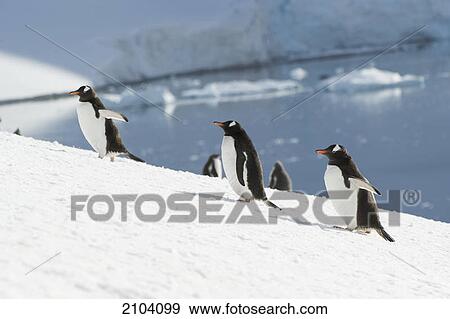 Gentoo penguin (pygoscelis papua); antarctica View Large Photo Image Stock Photo - Gentoo penguin (pygoscelis papua); antarctica. Fotosearch