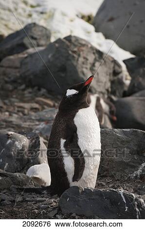 Gentoo penguin (pygoscelis papua); antarctica View Large Photo Image Stock Photograph - Gentoo penguin (pygoscelis papua); antarctica. Fotosearch