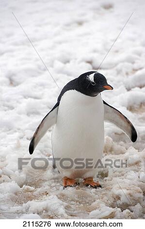 Gentoo penguin (pygoscelis papua); antarctica View Large Photo Image Stock Photograph - Gentoo penguin (pygoscelis papua); antarctica. Fotosearch