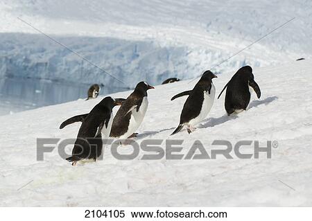 Stock Photography - Gentoo penguin (pygoscelis papua); antarctica. Fotosearch