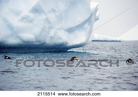Gentoo penguins (pygoscelis papua) in the water; antarctica View Large Photo Image Picture - Gentoo penguins (pygoscelis papua) in the water; antarctica. Fotosearch