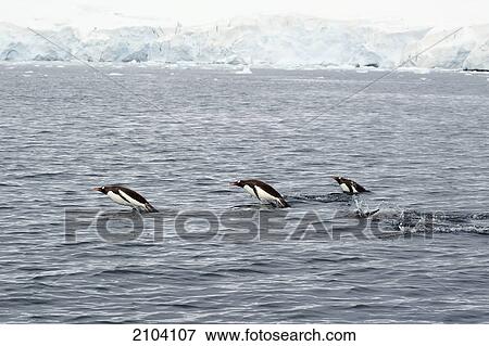 Gentoo penguins (pygoscelis papua) in the water; antarctica View Large Photo Image Stock Photo - Gentoo penguins (pygoscelis papua) in the water; antarctica. Fotosearch