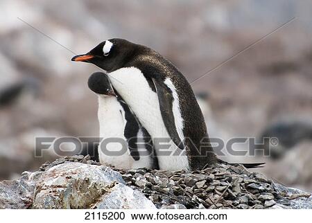 Gentoo penguins (pygoscelis papua); antarctica View Large Photo Image Stock Image - Gentoo penguins (pygoscelis papua); antarctica. Fotosearch