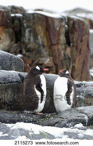 Stock Image - Gentoo penguins (pygoscelis papua); antarctica. Fotosearch