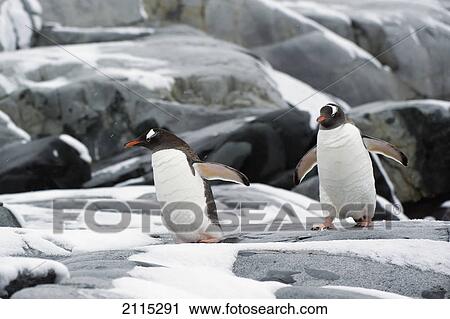 Stock Image - Gentoo penguins (pygoscelis papua); antarctica. Fotosearch