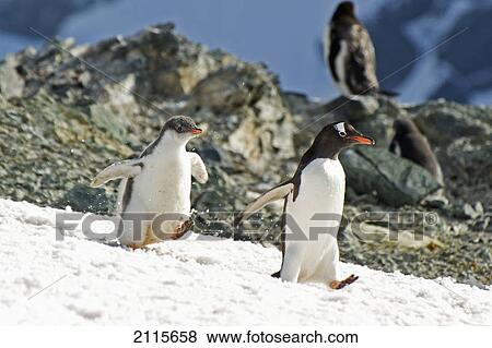 Stock Photo - Gentoo penguins (pygoscelis papua) walking on the snow; antarctica. Fotosearch