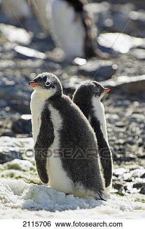 Gentoo penguins (pygoscelis papua); antarctica View Large Photo Image Stock Photograph - Gentoo penguins (pygoscelis papua); antarctica. Fotosearch