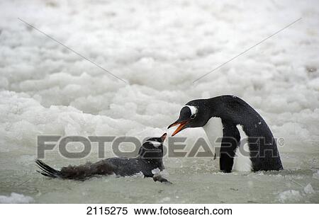 Stock Photography - Gentoo penguins (pygoscelis papua); antarctica. Fotosearch