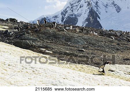 Gentoo penguins (pygoscelis papua); antarctica View Large Photo Image Stock Photography - Gentoo penguins (pygoscelis papua); antarctica. Fotosearch