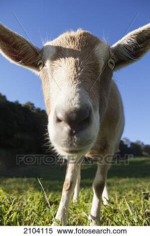 Stock Photography - Goat; murwillumba new south wales australia. Fotosearch