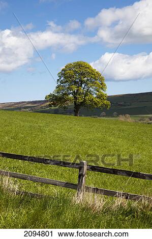 Stock Image - Grass fields on rolling hills; northumberland, england. Fotosearch