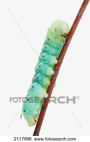 Green hornworm (manduca sexta) on white background; st. albert alberta canada View Large Photo Image Stock Photograph - Green hornworm (manduca sexta) on white background; st. albert alberta canada. Fotosearch