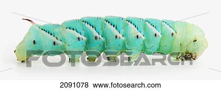 Green hornworm on white background; alberta, canada View Large Photo Image Stock Photo - Green hornworm on white background; alberta, canada. Fotosearch
