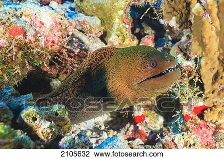 Green moray eel (gymnothorax funebris); fakarava island tuamotus group french polynesia south pacific View Large Photo Image Stock Image - Green moray eel (gymnothorax funebris); fakarava island tuamotus group french polynesia south pacific. Fotosearch