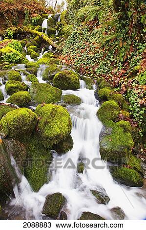 Green moss along small waterfall; happy valley, oregon, united states of america View Large Photo Image Stock Image - Green moss along small waterfall; happy valley, oregon, united states of america. Fotosearch