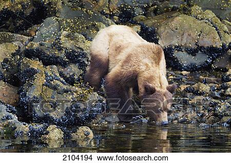 Grizzly bear (ursus arctos horribilis) having a drink of water at the khutzeymateen grizzly bear sanctuary near prince rupert; british columbia canada View Large Photo Image Picture - Grizzly bear (ursus arctos horribilis) having a drink of water at the khutzeymateen grizzly bear sanctuary near prince rupert; british columbia canada. Fotosearch
