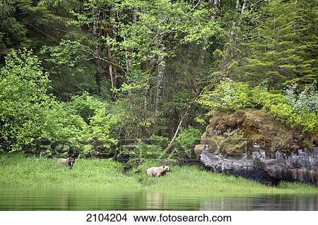 Picture - Grizzly bear (ursus arctos horribilis) walking the shore at the khutzeymateen grizzly bear sanctuary near prince rupert; british columbia canada. Fotosearch