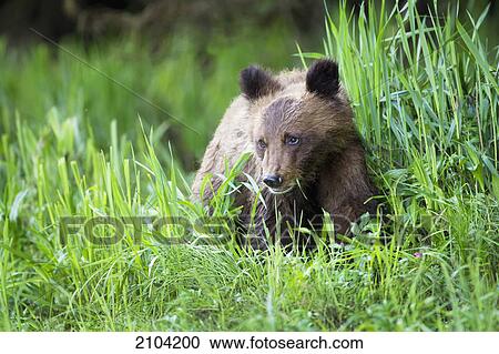 Stock Image - Grizzly bear (ursus arctos horribilis) cub close up at khutzeymateen grizzly bear sanctuary near prince rupert; british columbia canada. Fotosearch