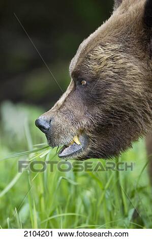 Stock Image - Grizzly bear (ursus arctos horribilis) close up eating grass at the khutzeymateen grizzly bear sanctuary near prince rupert; british columbia canada. Fotosearch