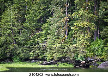 Stock Image - Grizzly bear (ursus arctos horribilis) walks down a log at the khutzeymateen grizzly bear sanctuary near prince rupert; british columbia canada. Fotosearch