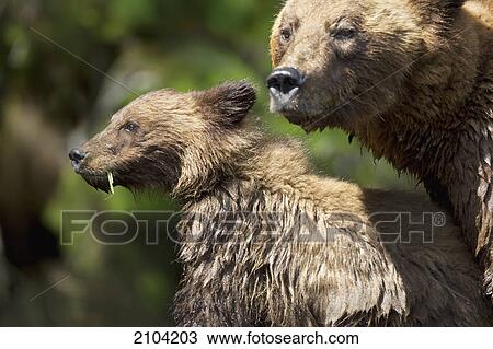 Stock Image - Grizzly bear (ursus arctos horribilis) cub and sow at the khutzeymateen grizzly bear sanctuary near prince rupert; british columbia canada. Fotosearch