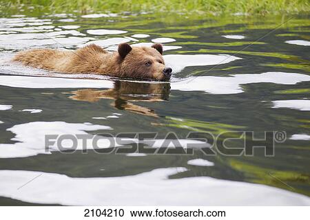 Grizzly bear (ursus arctos horribilis) swimming in water at the khutzeymateen grizzly bear sanctuary near prince rupert; british columbia canada View Large Photo Image Stock Image - Grizzly bear (ursus arctos horribilis) swimming in water at the khutzeymateen grizzly bear sanctuary near prince rupert; british columbia canada. Fotosearch