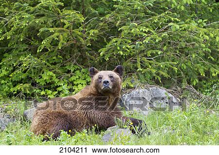 Grizzly bear (ursus arctos horribilis) resting on grass at the khutzeymateen grizzly bear sanctuary near prince rupert; british columbia canada View Large Photo Image Stock Image - Grizzly bear (ursus arctos horribilis) resting on grass at the khutzeymateen grizzly bear sanctuary near prince rupert; british columbia canada. Fotosearch