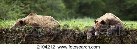 Stock Image - Grizzly bear (ursus arctos horribilis) panoramic photograph resting on grass at the khutzeymateen grizzly bear sanctuary near prince rupert; british columbia canada. Fotosearch