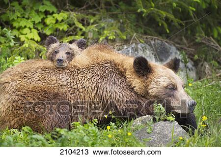 Grizzly bear (ursus arctos horribilis) cub and sow at the khutzeymateen grizzly bear sanctuary near prince rupert; british columbia canada View Large Photo Image Stock Image - Grizzly bear (ursus arctos horribilis) cub and sow at the khutzeymateen grizzly bear sanctuary near prince rupert; british columbia canada. Fotosearch