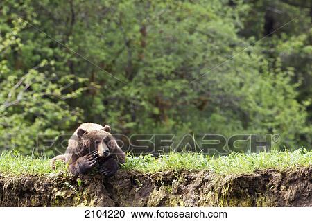 Grizzly bear (ursus arctos horribilis) who appears to be deep in thought at the khutzeymateen grizzly bear sanctuary near prince rupert; british columbia canada View Large Photo Image Stock Image - Grizzly bear (ursus arctos horribilis) who appears to be deep in thought at the khutzeymateen grizzly bear sanctuary near prince rupert; british columbia canada. Fotosearch