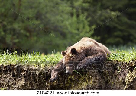 Stock Image - Grizzly bear (ursus arctos horribilis) resting on the grass at the khutzeymateen grizzly bear sanctuary near prince rupert; british columbia canada. Fotosearch