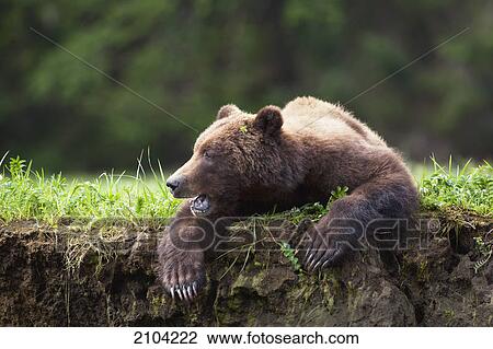 Stock Image - Grizzly bear (ursus arctos horribilis) getting up from a nap at the khutzeymateen grizzly bear sanctuary near prince rupert; british columbia canada. Fotosearch
