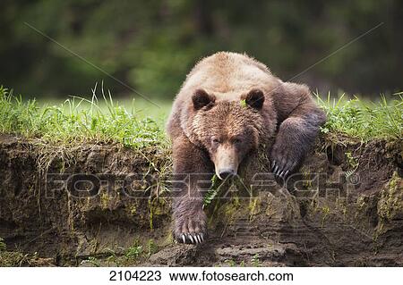Stock Image - Grizzly bear (ursus arctos horribilis) resting on the grass at the khutzeymateen grizzly bear sanctuary near prince rupert; british columbia canada. Fotosearch