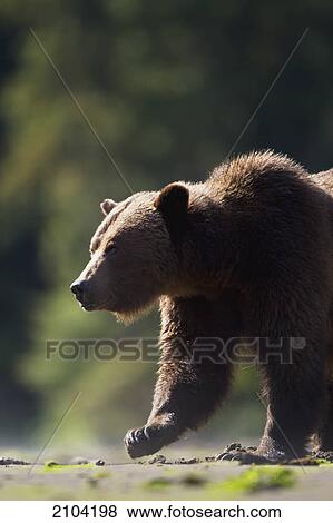 Stock Photo - Grizzly bear (ursus arctos horribilis) emerges from the forest at the khutzeymateen grizzly bear sanctuary near prince rupert; british columbia canada. Fotosearch
