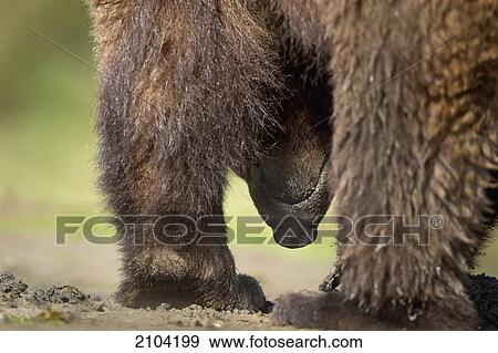 Grizzly bear (ursus arctos horribilis) close up from behind showing it's mouth at the khutzeymateen grizzly bear sanctuary near prince rupert; british columbia canada View Large Photo Image Stock Photo - Grizzly bear (ursus arctos horribilis) close up from behind showing it's mouth at the khutzeymateen grizzly bear sanctuary near prince rupert; british columbia canada. Fotosearch