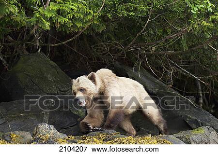 Stock Photo - Grizzly bear (ursus arctos horribilis) close up at the khutzeymateen grizzly bear sanctuary near prince rupert; british columbia canada. Fotosearch