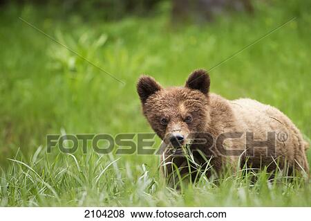 Stock Photo - Grizzly bear (ursus arctos horribilis) cub with dangerous expression eating grass at the khutzeymateen grizzly bear sanctuary near prince rupert; british columbia canada. Fotosearch