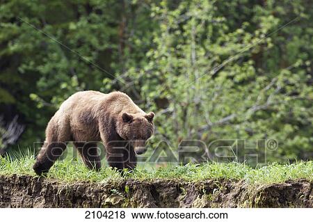 Stock Photo - Grizzly bear (ursus arctos horribilis) walking directly over a trail at the khutzeymateen grizzly bear sanctuary near prince rupert; british columbia canada. Fotosearch