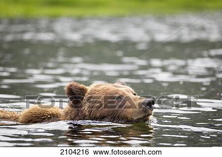 Grizzly bear (ursus arctos horribilis) swimming in water at the khutzeymateen grizzly bear sanctuary near prince rupert; british columbia canada View Large Photo Image Stock Photograph - Grizzly bear (ursus arctos horribilis) swimming in water at the khutzeymateen grizzly bear sanctuary near prince rupert; british columbia canada. Fotosearch