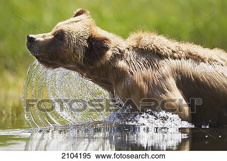 Grizzly bear (ursus arctos horribilis) emerges from the water at the khutzeymateen grizzly bear sanctuary near prince rupert; british columbia canada View Large Photo Image Stock Photography - Grizzly bear (ursus arctos horribilis) emerges from the water at the khutzeymateen grizzly bear sanctuary near prince rupert; british columbia canada. Fotosearch