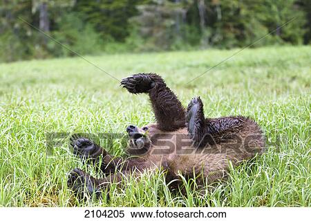 Stock Photography - Grizzly bear (ursus arctos horribilis) rolls on it's back at the khutzeymateen grizzly bear sanctuary near prince rupert; british columbia canada. Fotosearch